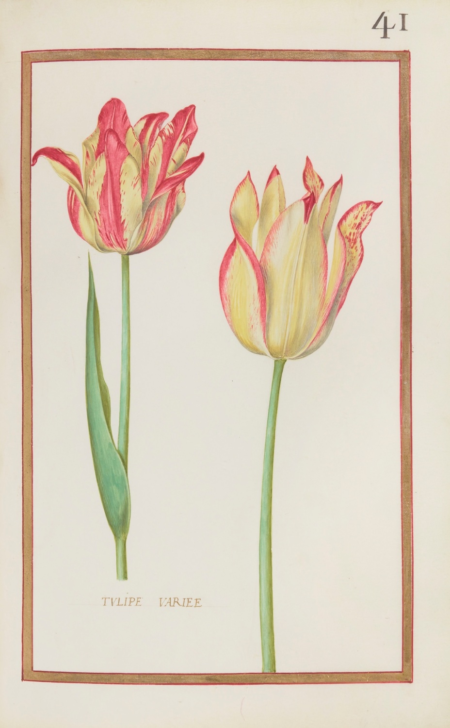 Solve Daniel Rabel - Tulipe variee jigsaw puzzle online with 104 pieces