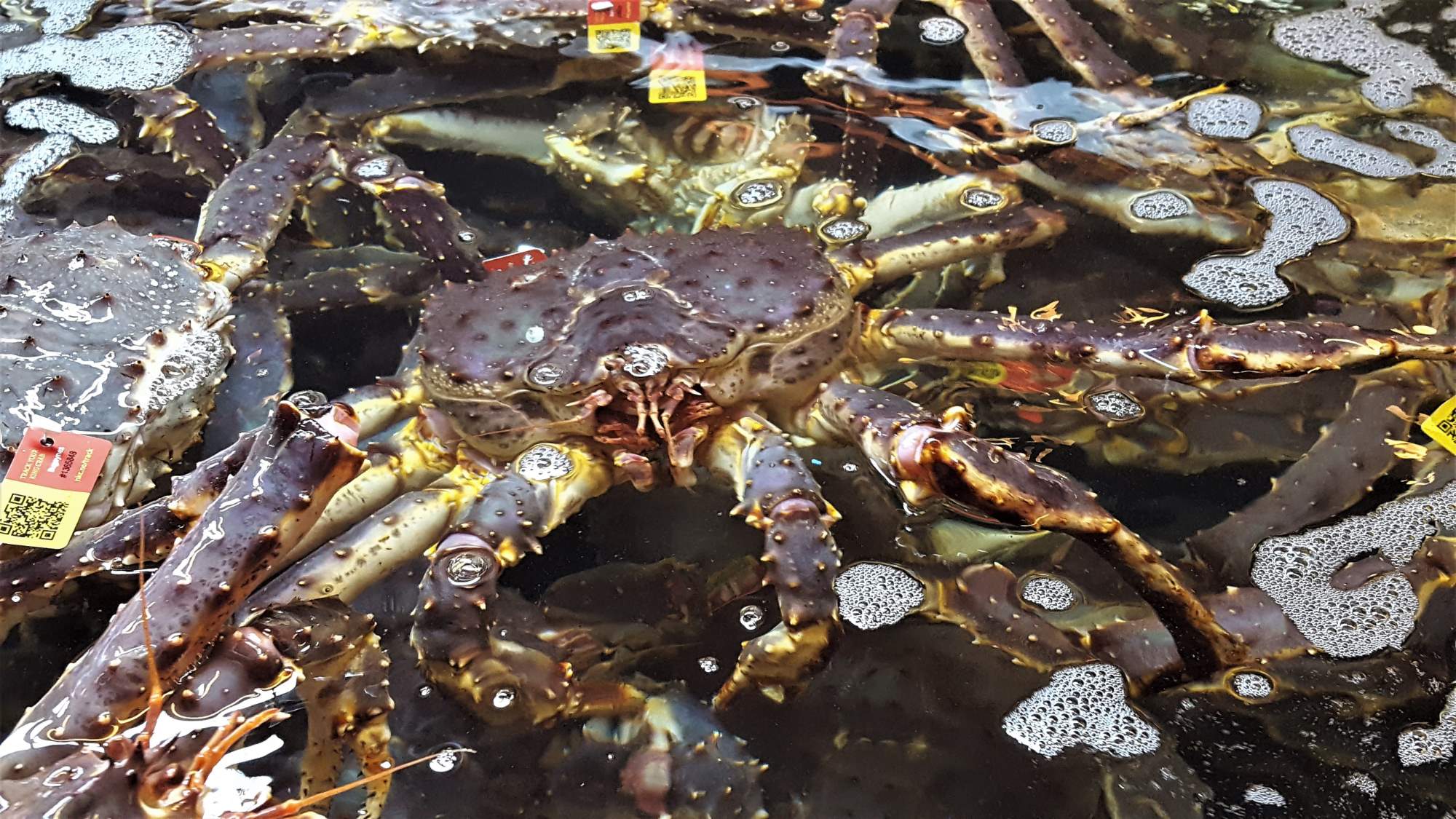 Solve Fresh Seafood jigsaw puzzle online with 336 pieces