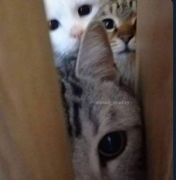 Solve Screenshot_20230711164103_Chrome jigsaw puzzle online with 16 pieces