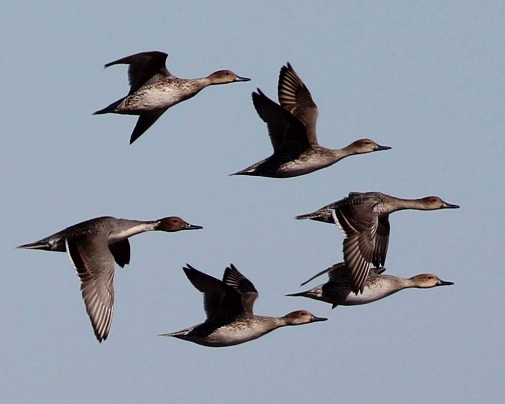 Solve Northern Pintails, South Bay Saltworks, Chula Vista, California