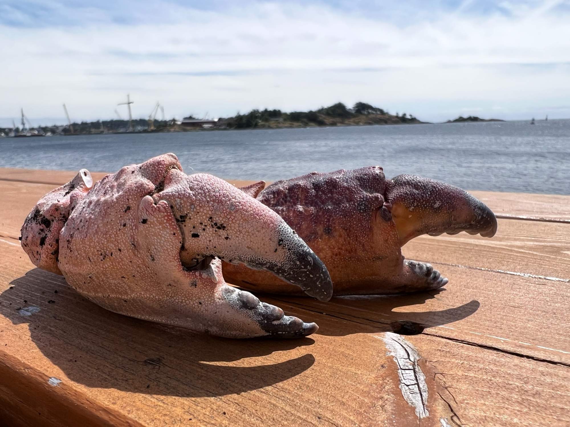 Solve Crab claws =) jigsaw puzzle online with 300 pieces