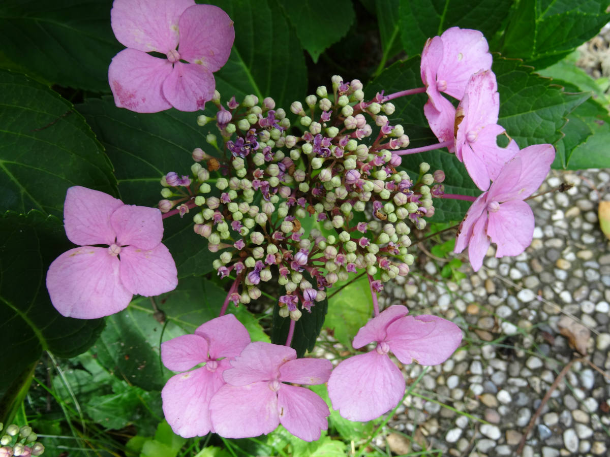 Solve Hydrangea Aspera Sargentiana Hortenzie Drsn Jigsaw Puzzle solve-hydrangea-aspera-sargentiana-hortenzie-drsn-jigsaw-puzzle