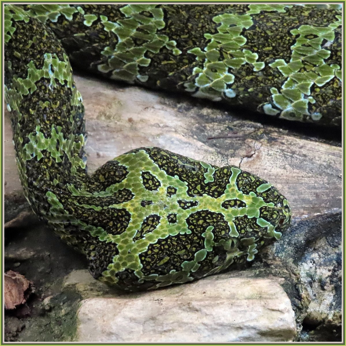 Solve Protobothrops mangshanensis jigsaw puzzle online with 36 pieces