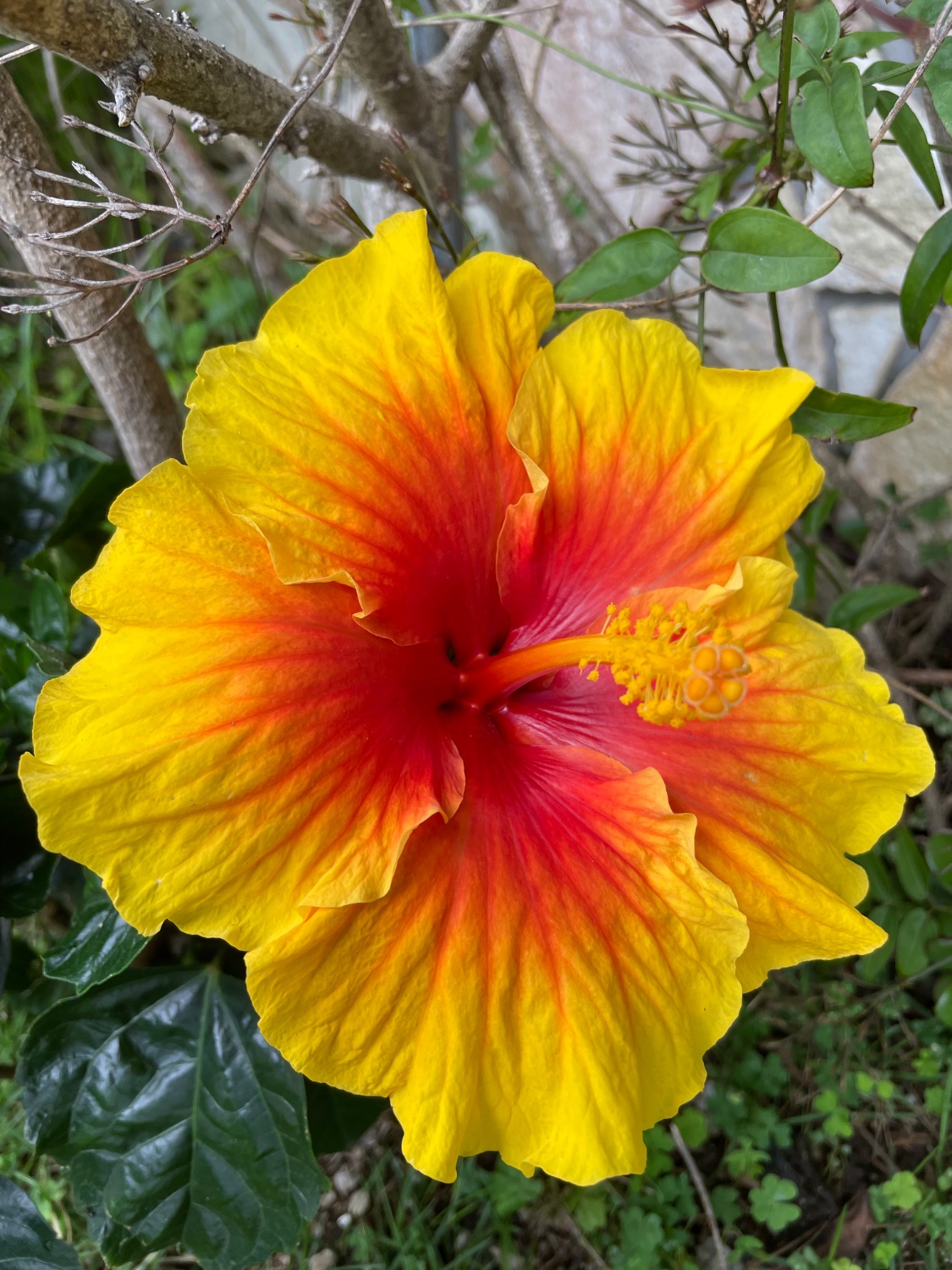 Solve ハイビスカス Hibiscus (ブッソウゲ) (仏桑花) jigsaw puzzle