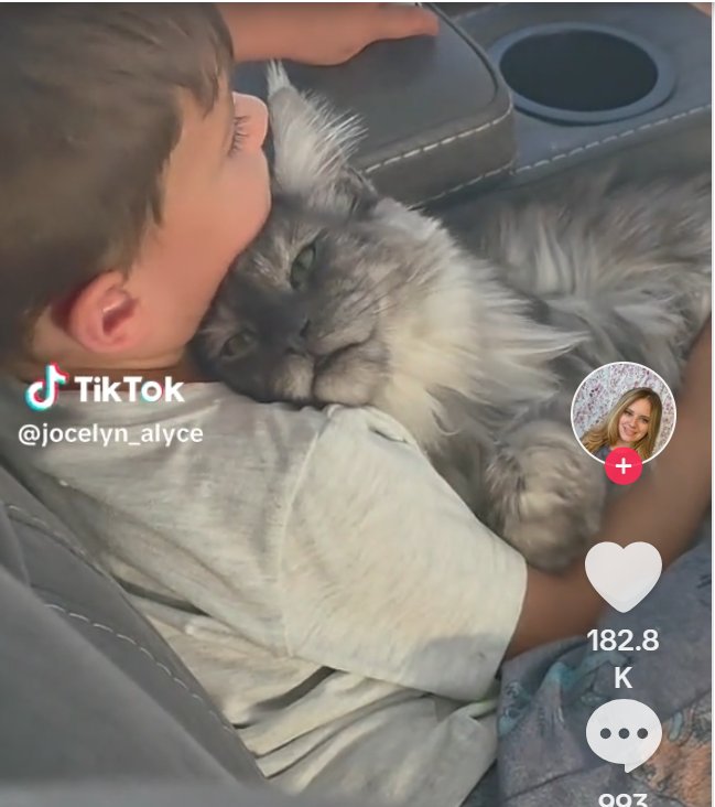 Solve Gentle Giant Maine Coon Snuggling a Little Boy Is the Sweetest
