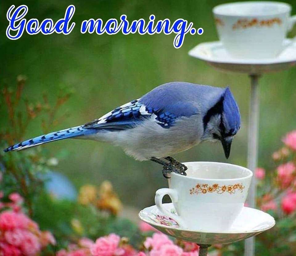 jigsaw-puzzle-good-morning-have-a-nice-day-30-pieces-jigidi