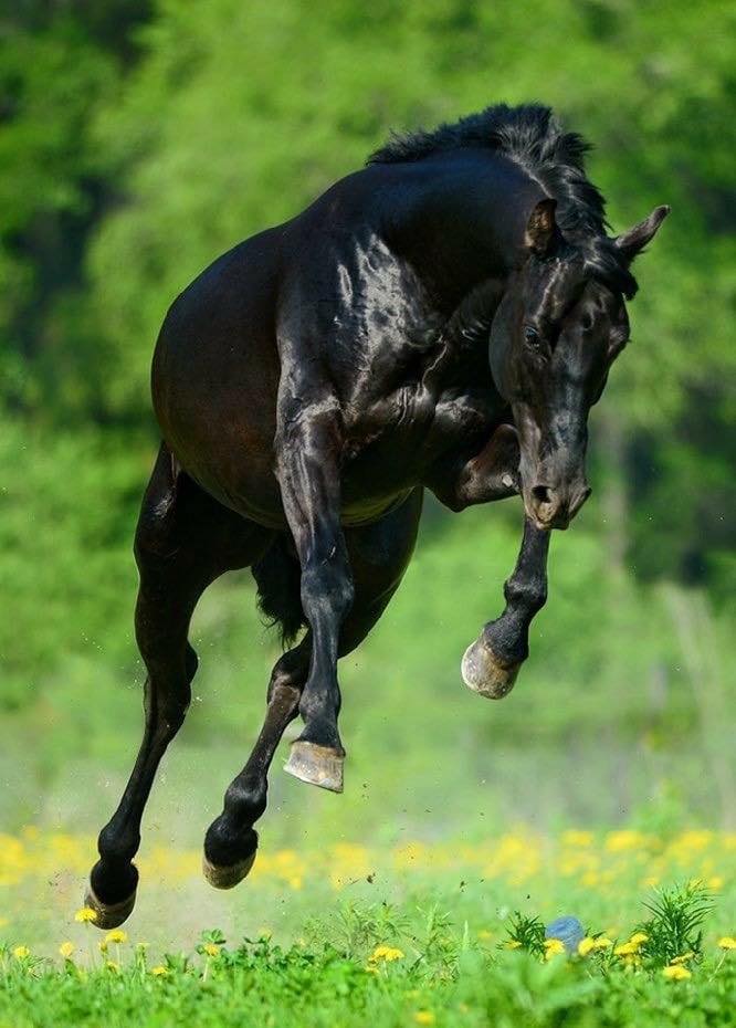 Solve jumping/leaping animals jigsaw puzzle online with 108 pieces