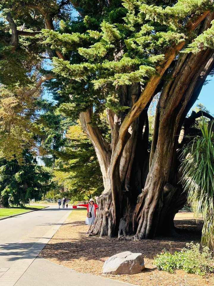 Solve Christchurch botanical gardens jigsaw puzzle online with 30 pieces