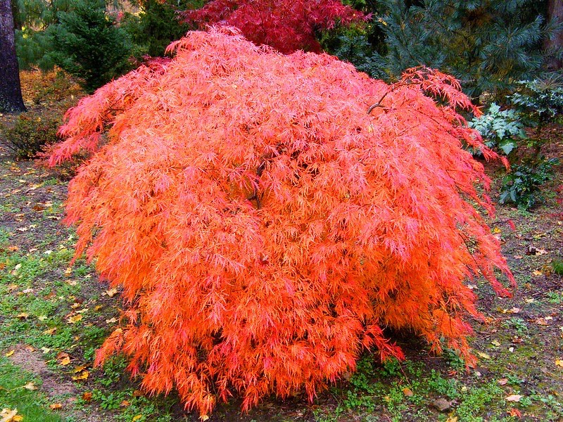 Solve Miniature Japanese Maple Tree jigsaw puzzle online with 70 pieces