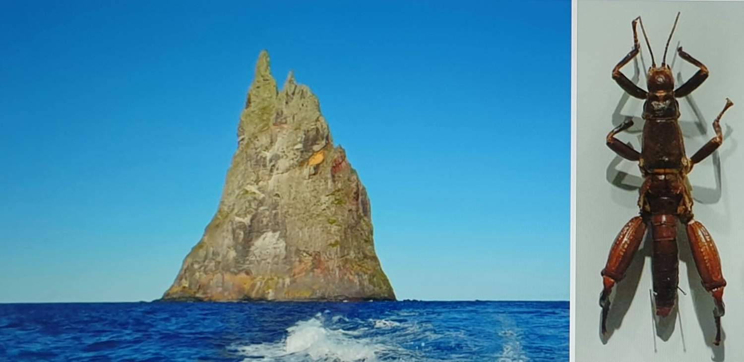 Solve BALL'S PYRAMID jigsaw puzzle online with 36 pieces