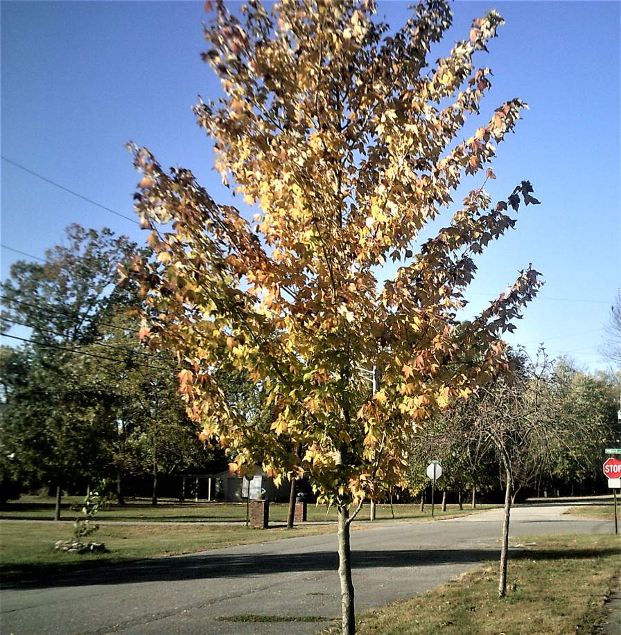 Jigsaw Puzzle | 16 pieces | Tree Theme My Maple Tree | Jigidi