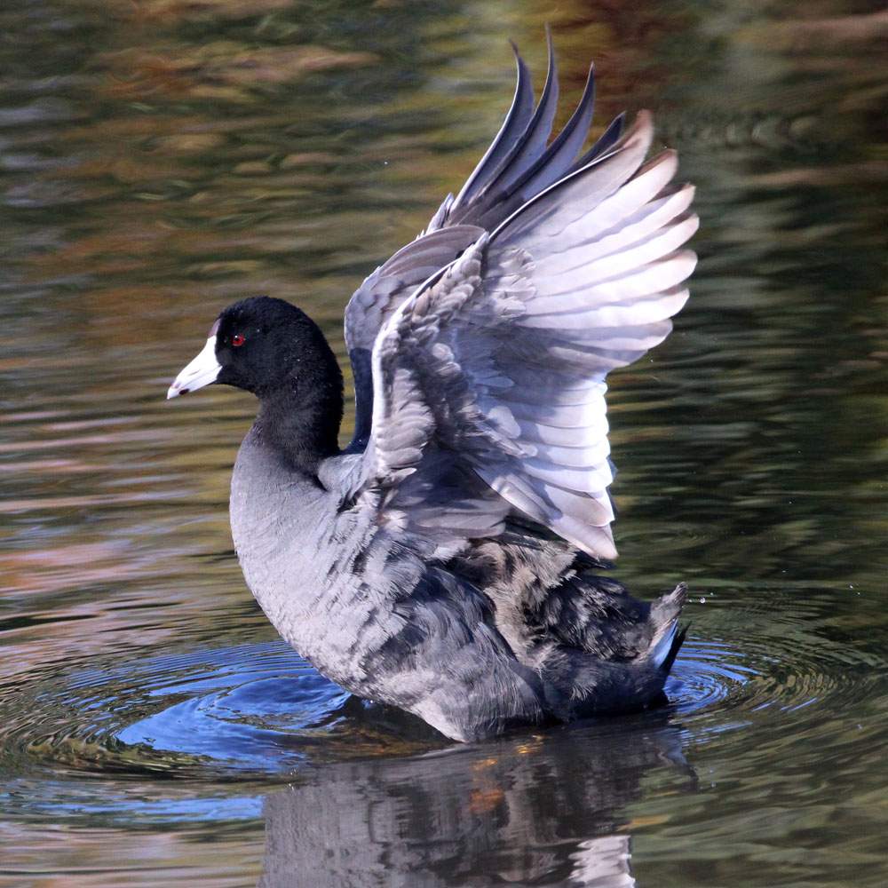 Solve American Coot, Public Works Building, Del Mar, California jigsaw
