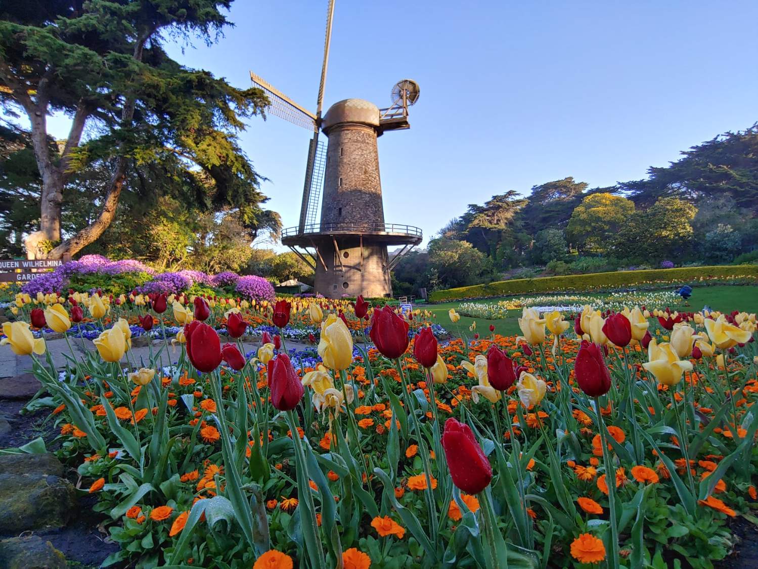 Solve Tulips in Golden Gate Park jigsaw puzzle online with 108 pieces