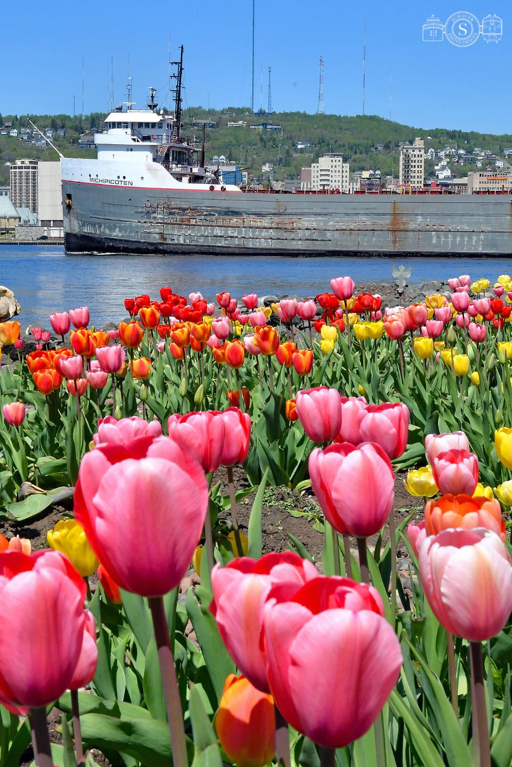 Solve Tulip Time in Duluth, MN jigsaw puzzle online with 187 pieces