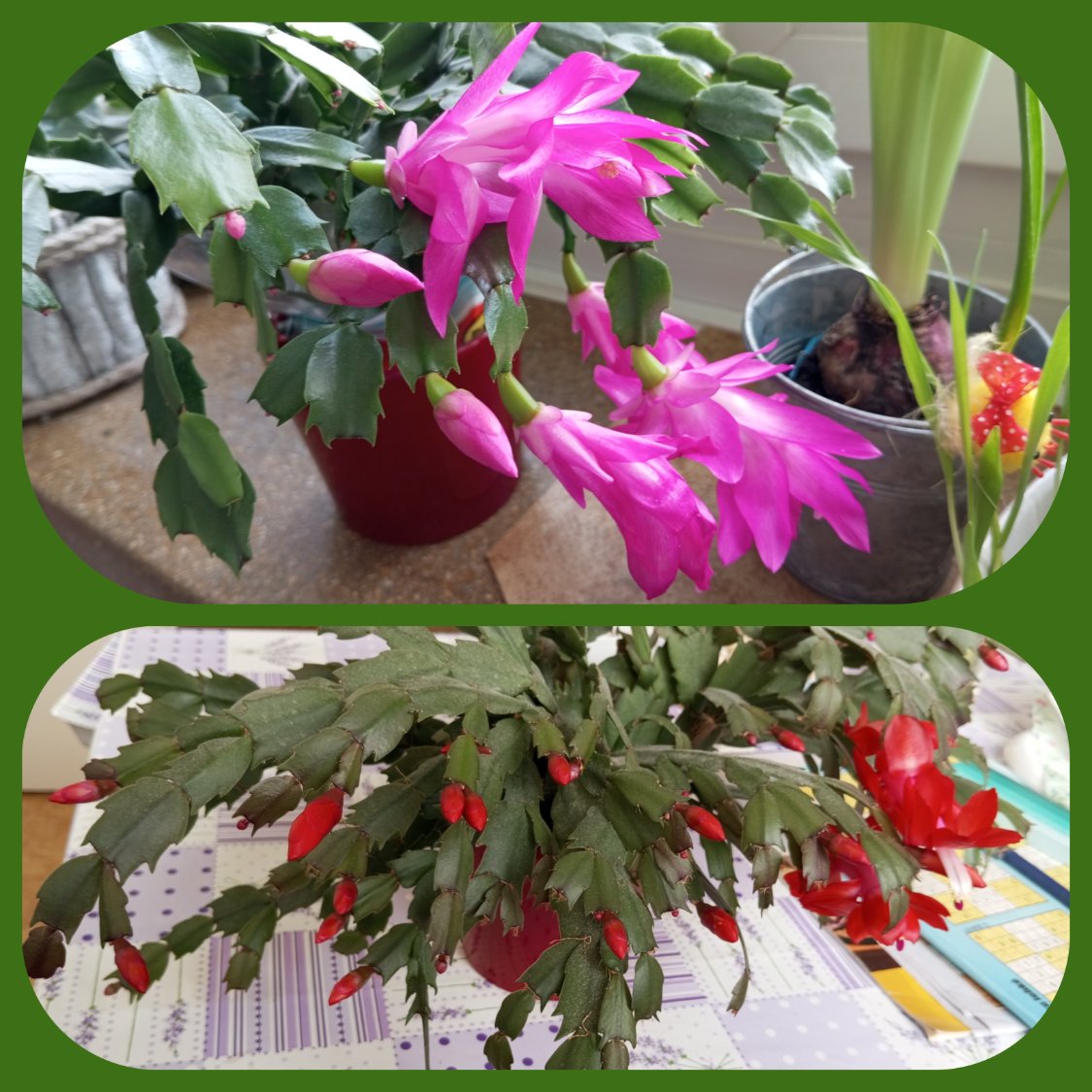 Jigsaw Puzzle 9 pieces Moje vánoční kaktusy 2023 před Velikonocemi 2024 / My Christmas cacti