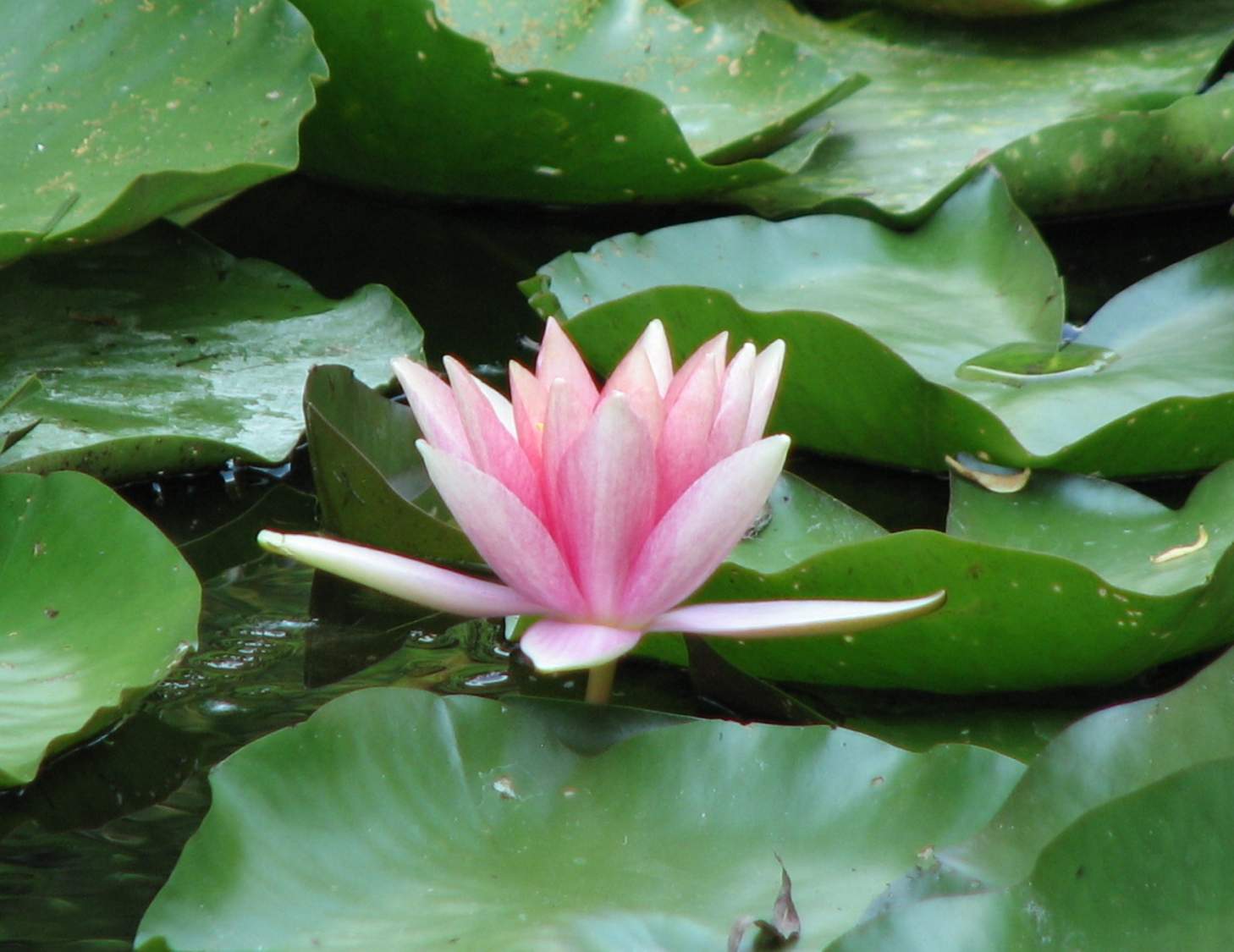 Solve Lotus jigsaw puzzle online with 108 pieces
