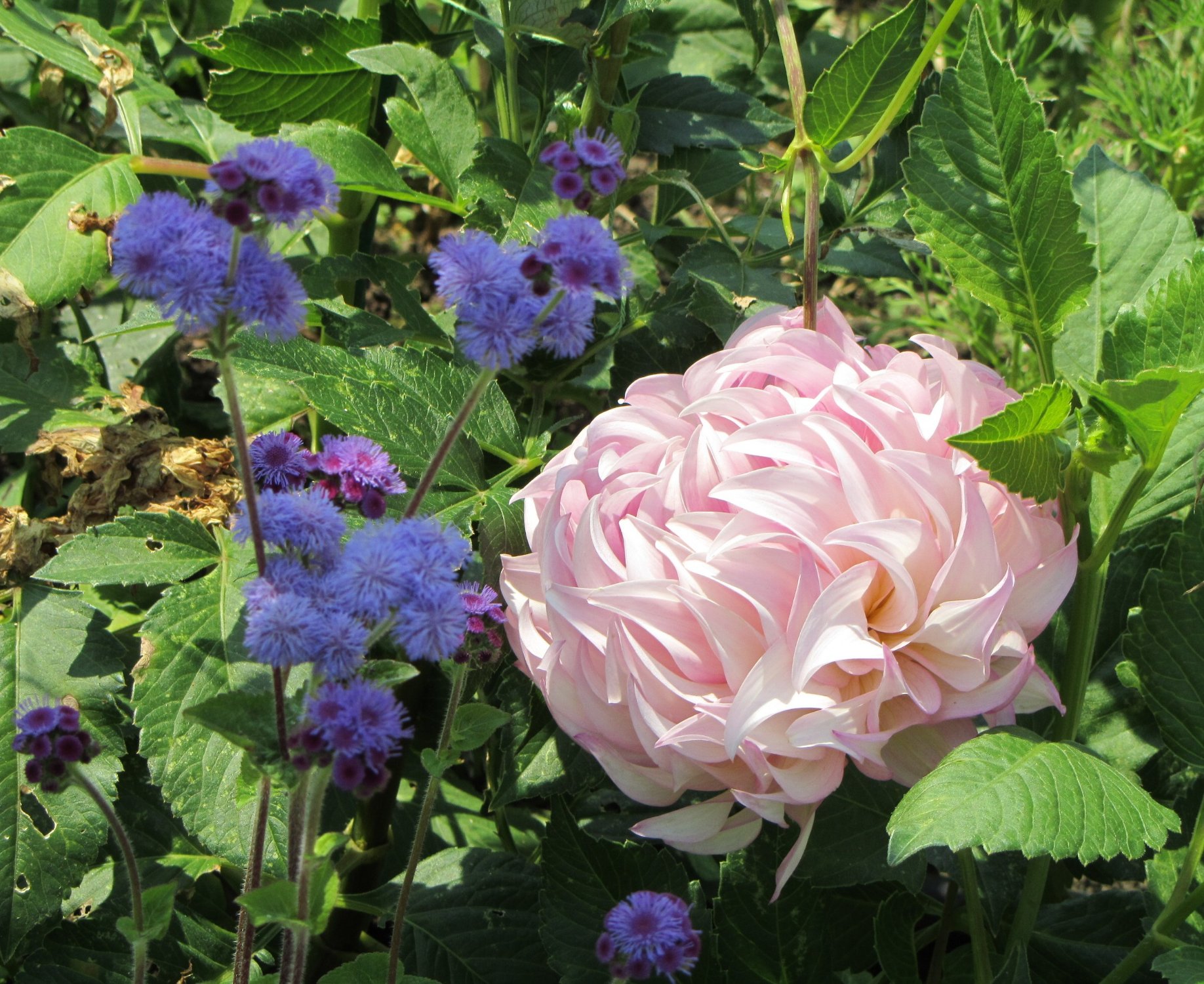 Colorful Summer Flowers jigsaw puzzle in Flowers puzzles on
