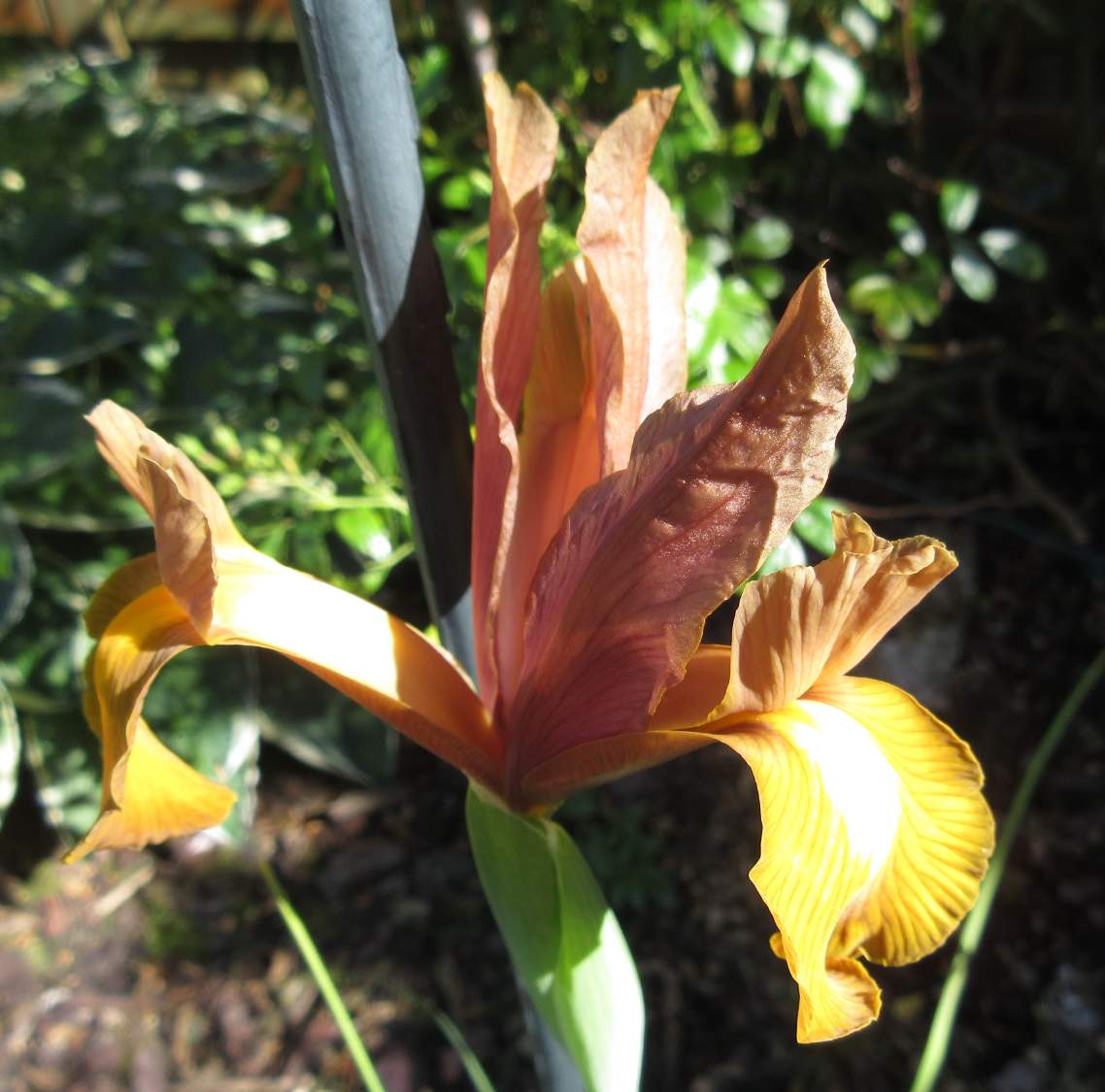 Solve Dutch Iris "Autumn Princess" jigsaw puzzle online with 36 pieces