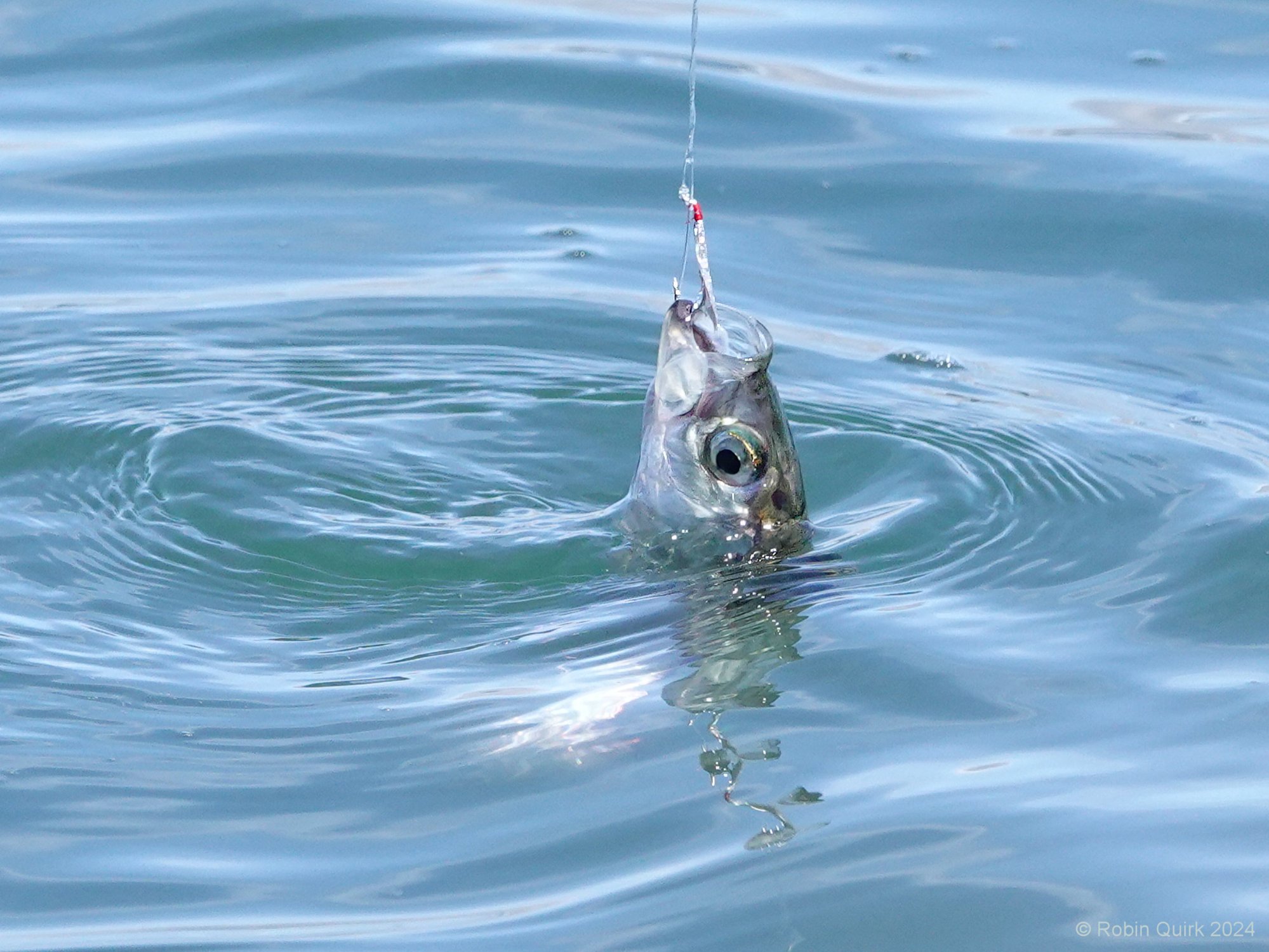 Solve Herring jigsaw puzzle online with 80 pieces