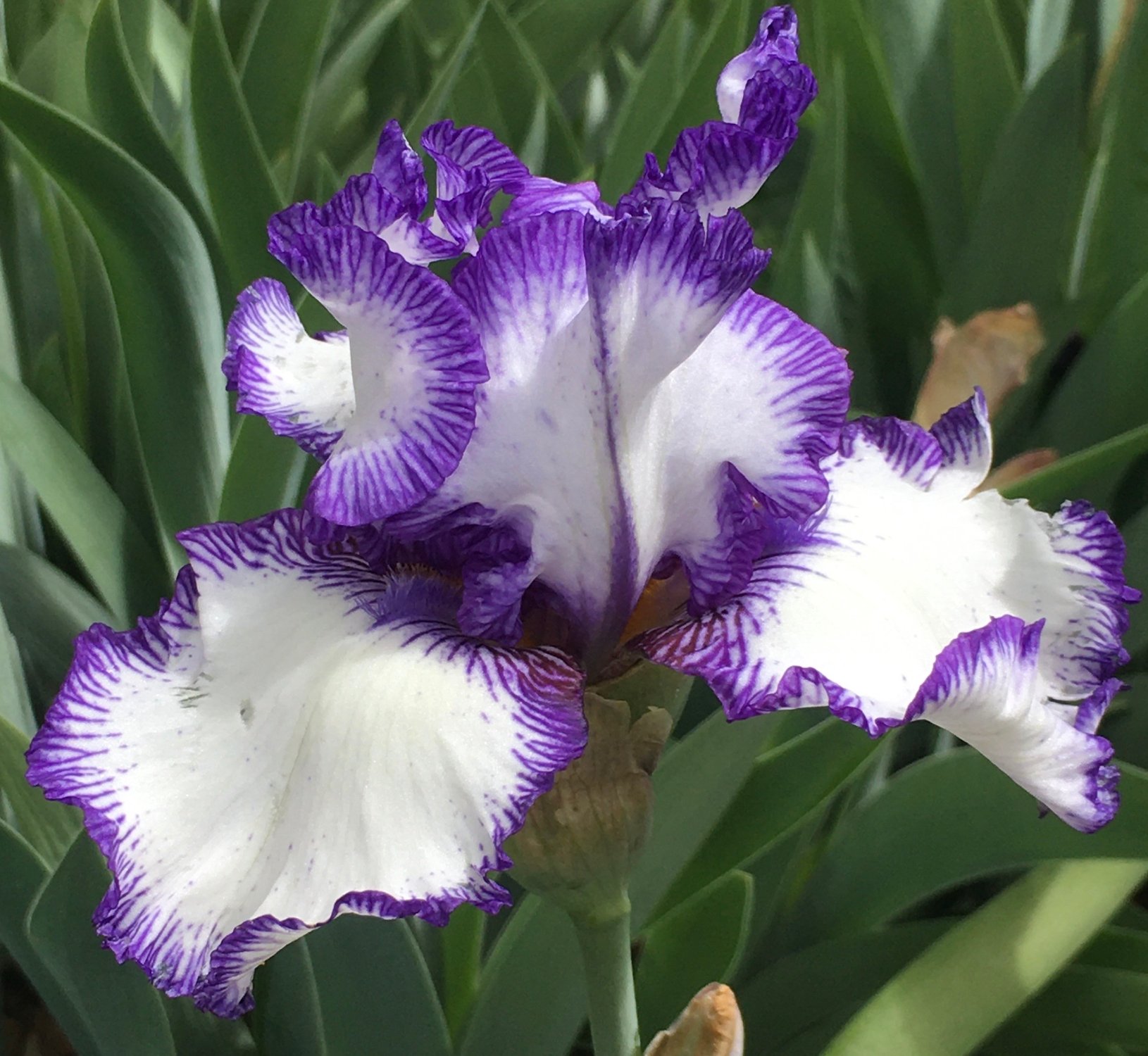 Solve My Favorite Iris Jigsaw Puzzle Online With 72 Pieces