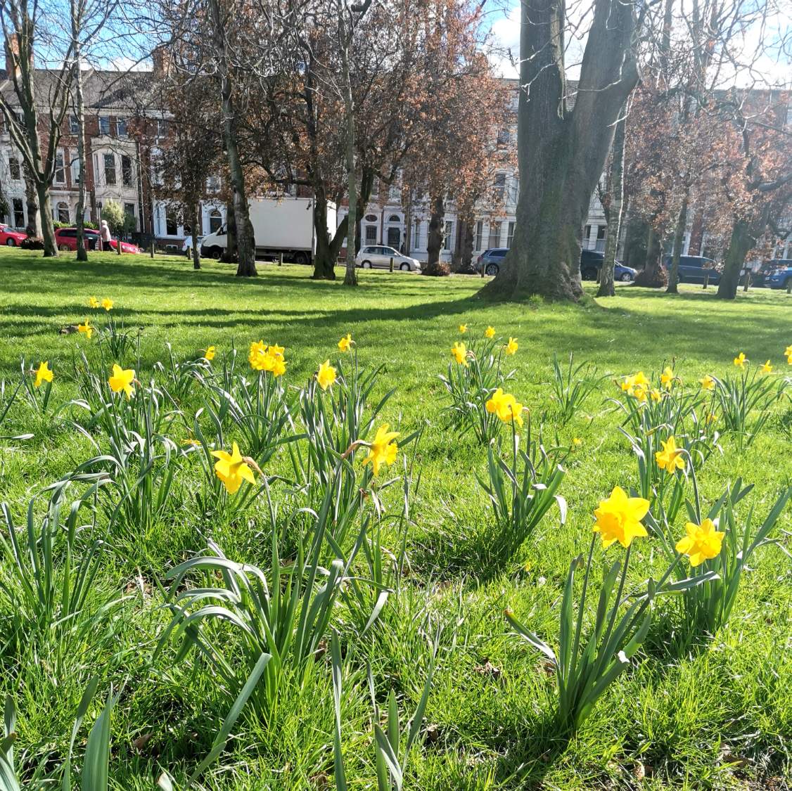Solve Daffodils on the Racecourse. Northampton jigsaw puzzle online