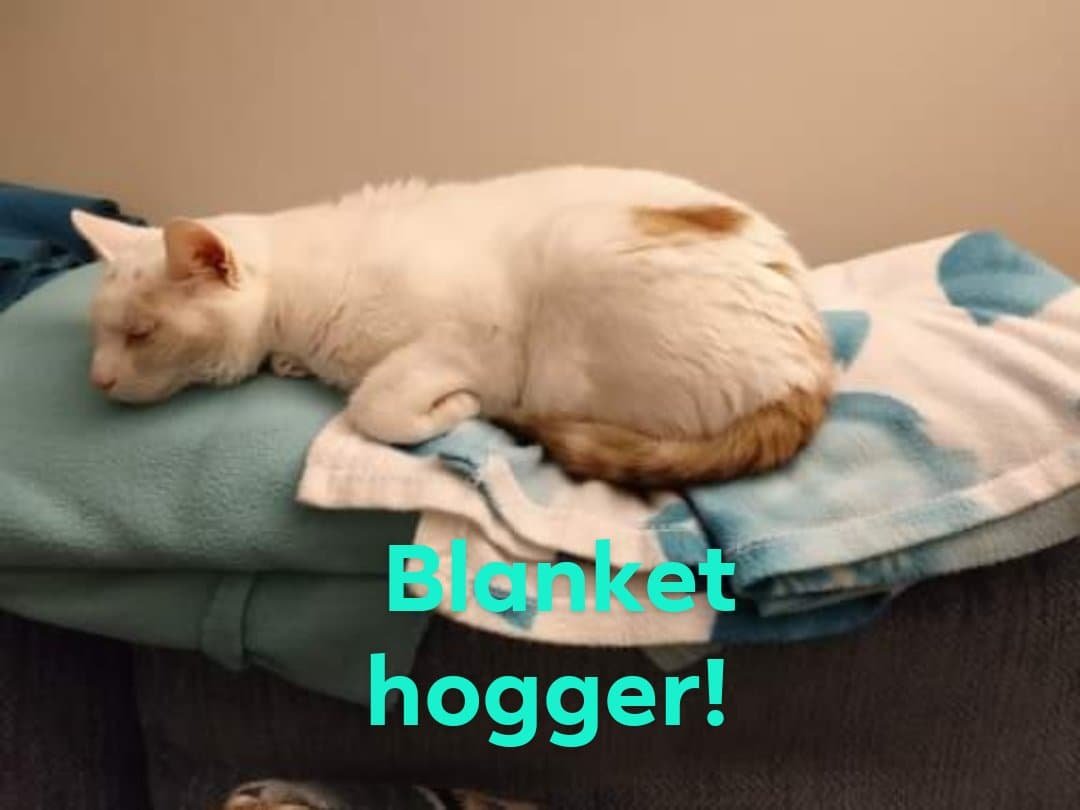 Jigsaw Puzzle Remembering Lily 0643 The blanket hogger! 😆