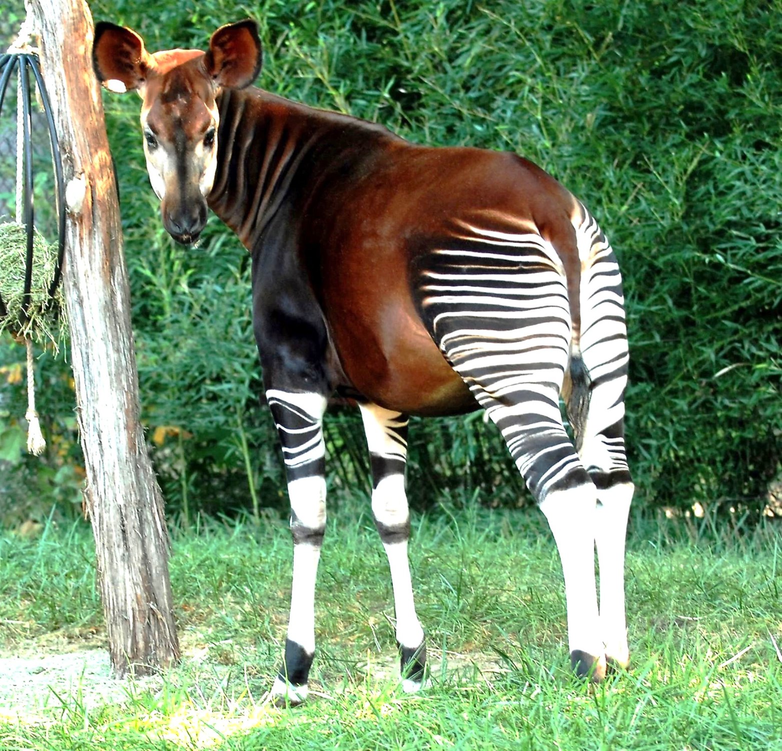 Solve Okapi- also known as the “forest giraffe” jigsaw puzzle online ...