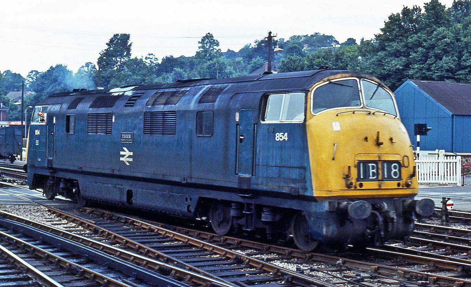 Solve BR Diesel Hydraulic Class 42 Warship D854 Tiger. jigsaw puzzle ...