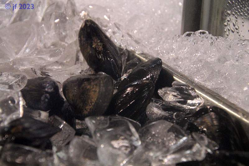 Solve mussels jigsaw puzzle online with 35 pieces