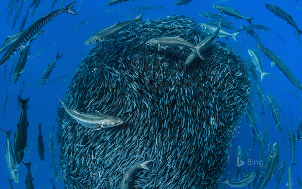 Solve Atlantic Mackerel jigsaw puzzle online with 40 pieces