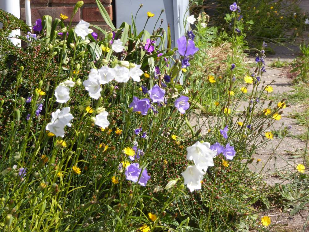 Solve Series flowers in gardens.... flowers growing where they like