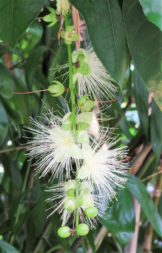 Solve PowderPuff Tree jigsaw puzzle online with 15 pieces