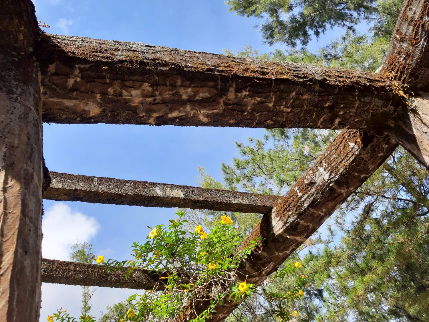 Solve Aging Trellis jigsaw puzzle online with 48 pieces