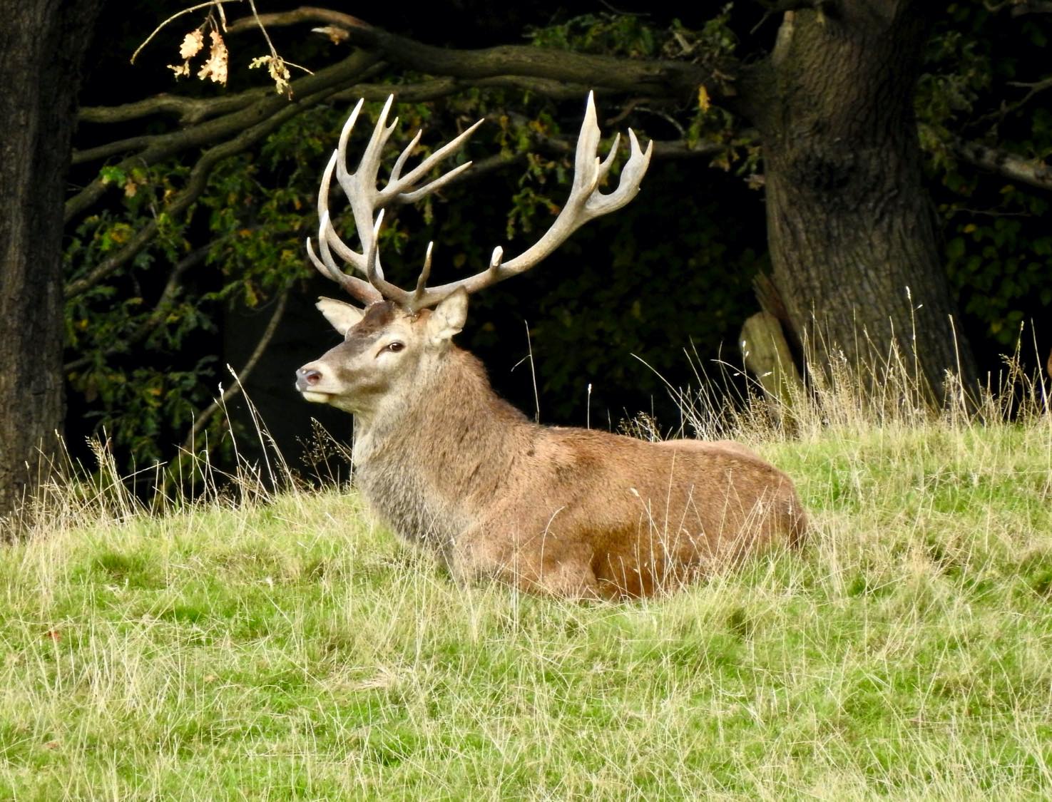 Solve Red Deer jigsaw puzzle online with 99 pieces