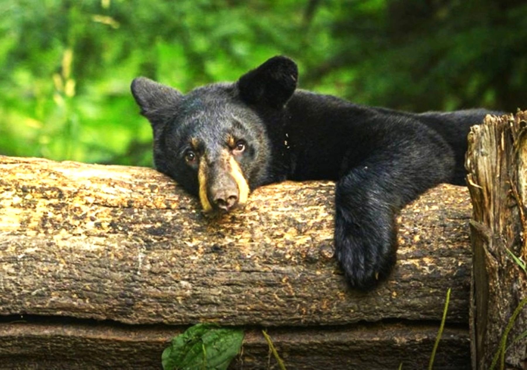 Solve Black Bear Jigsaw Puzzle Online With 150 Pieces solve-black-bear-jigsaw-puzzle-online-with-150-pieces