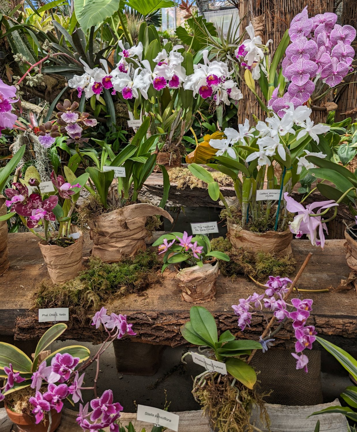 Solve San Diego Botanic Garden Orchid Show jigsaw puzzle online with 99