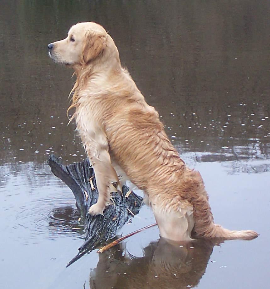 Solve Fritz jigsaw puzzle online with 90 pieces