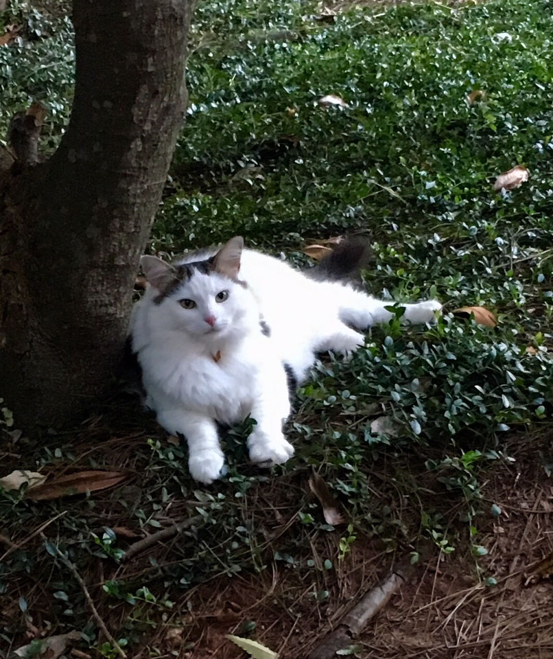 Puzzle 208 pièces Mr. Jingles Jigidi