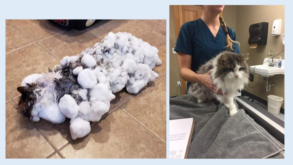 Solve Cat Found Frozen And Presumed Dead In Snow... jigsaw puzzle ...
