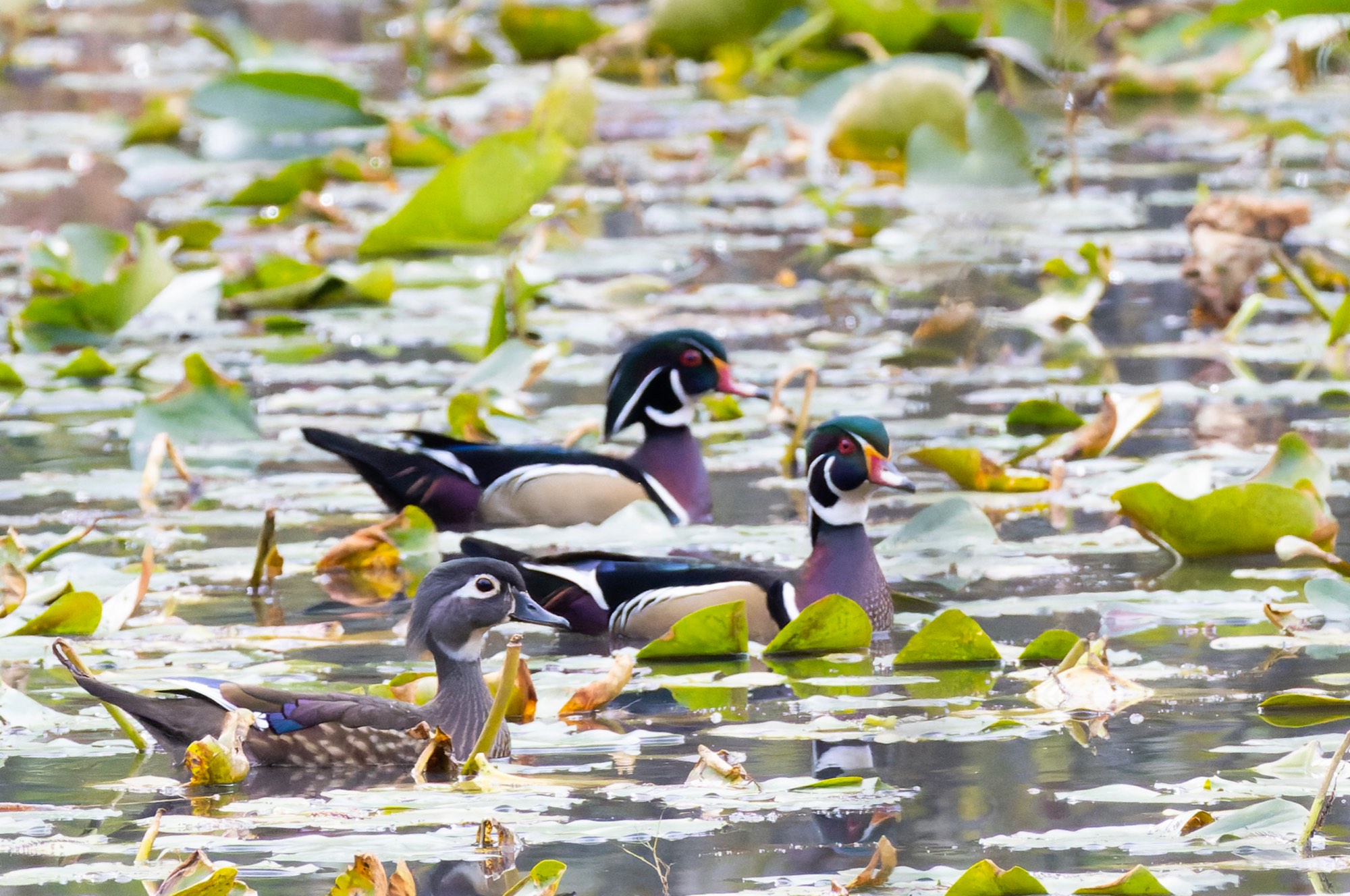Solve Wood ducks among the lilies jigsaw puzzle online with 198 pieces
