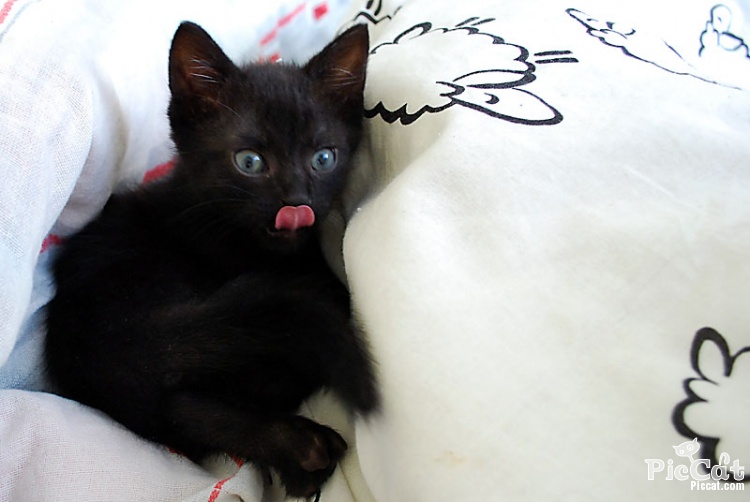 Daddy Issues Black Kitten