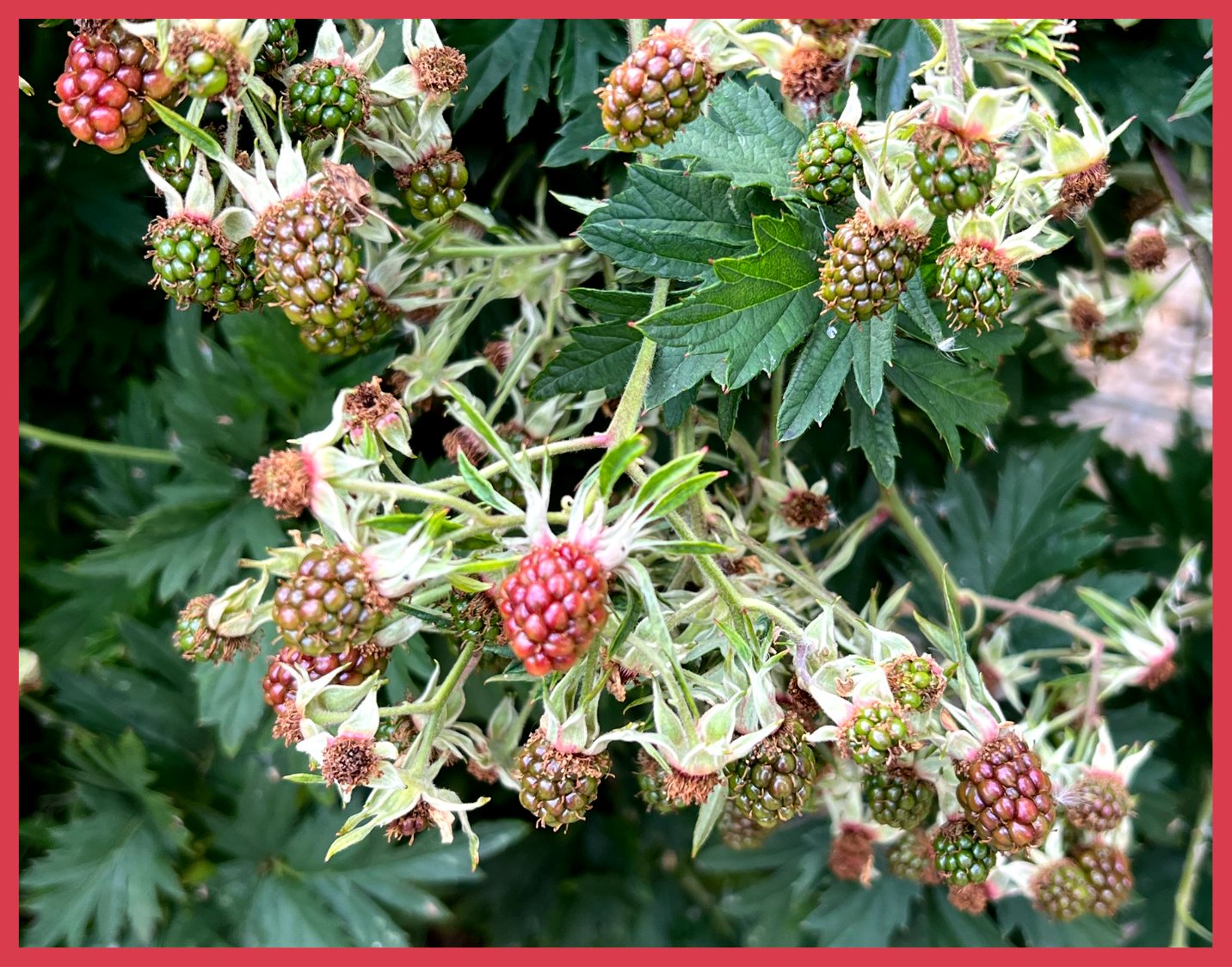 Solve Raspberries almost ripe. Frambozen bijna rijp. jigsaw puzzle ...