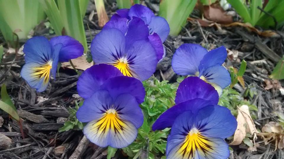 Solve Violas! jigsaw puzzle online with 112 pieces