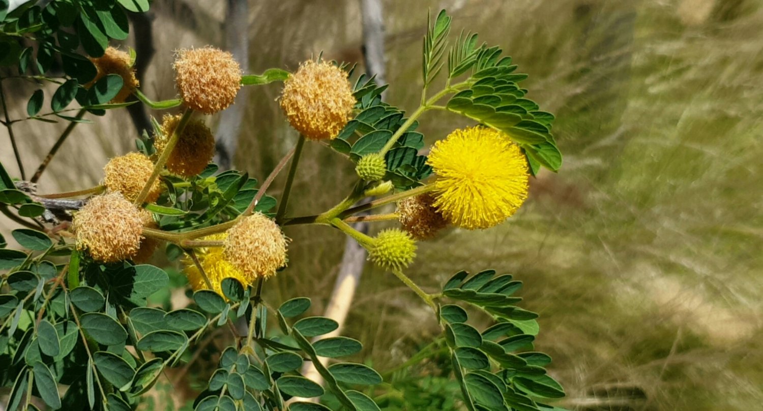 Solve YELLOW MIMOSA BUSH jigsaw puzzle online with 28 pieces