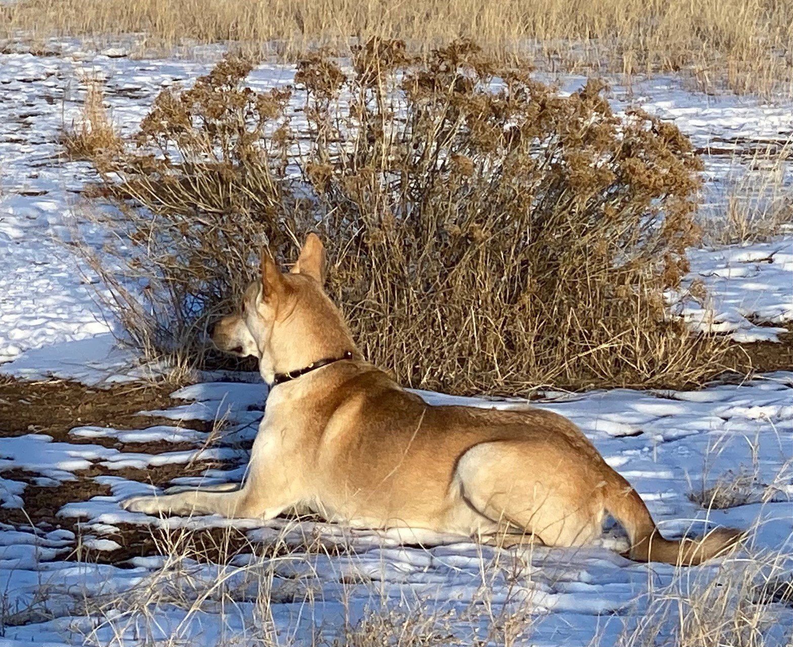 Solve Emperor Kaito lounging in the snow jigsaw puzzle online with 357