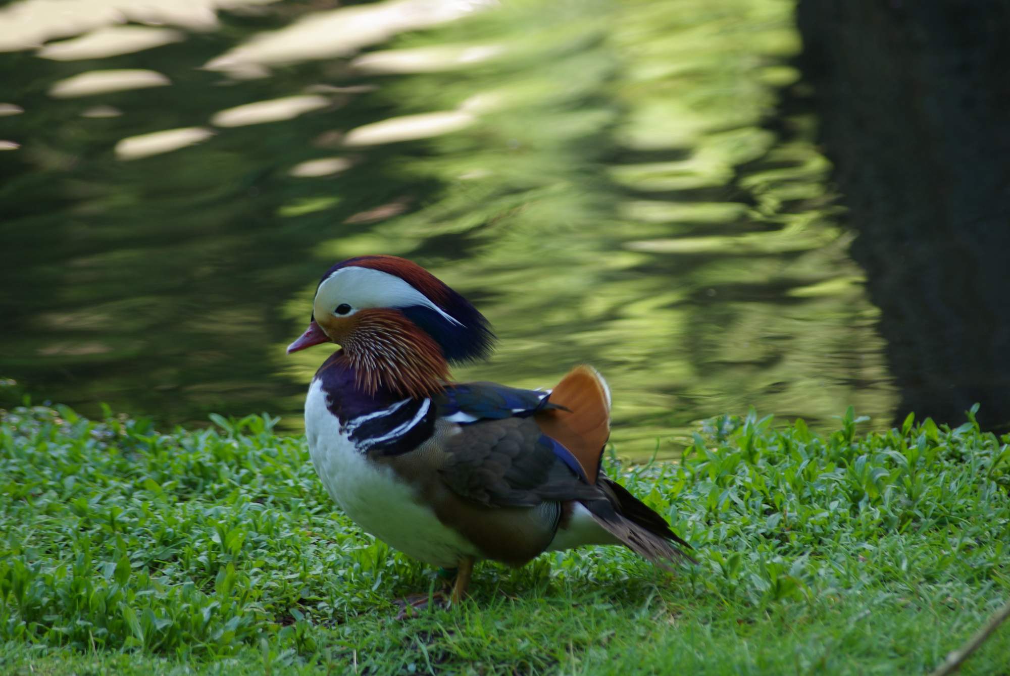 Solve VPR-Mandarinente jigsaw puzzle online with 216 pieces