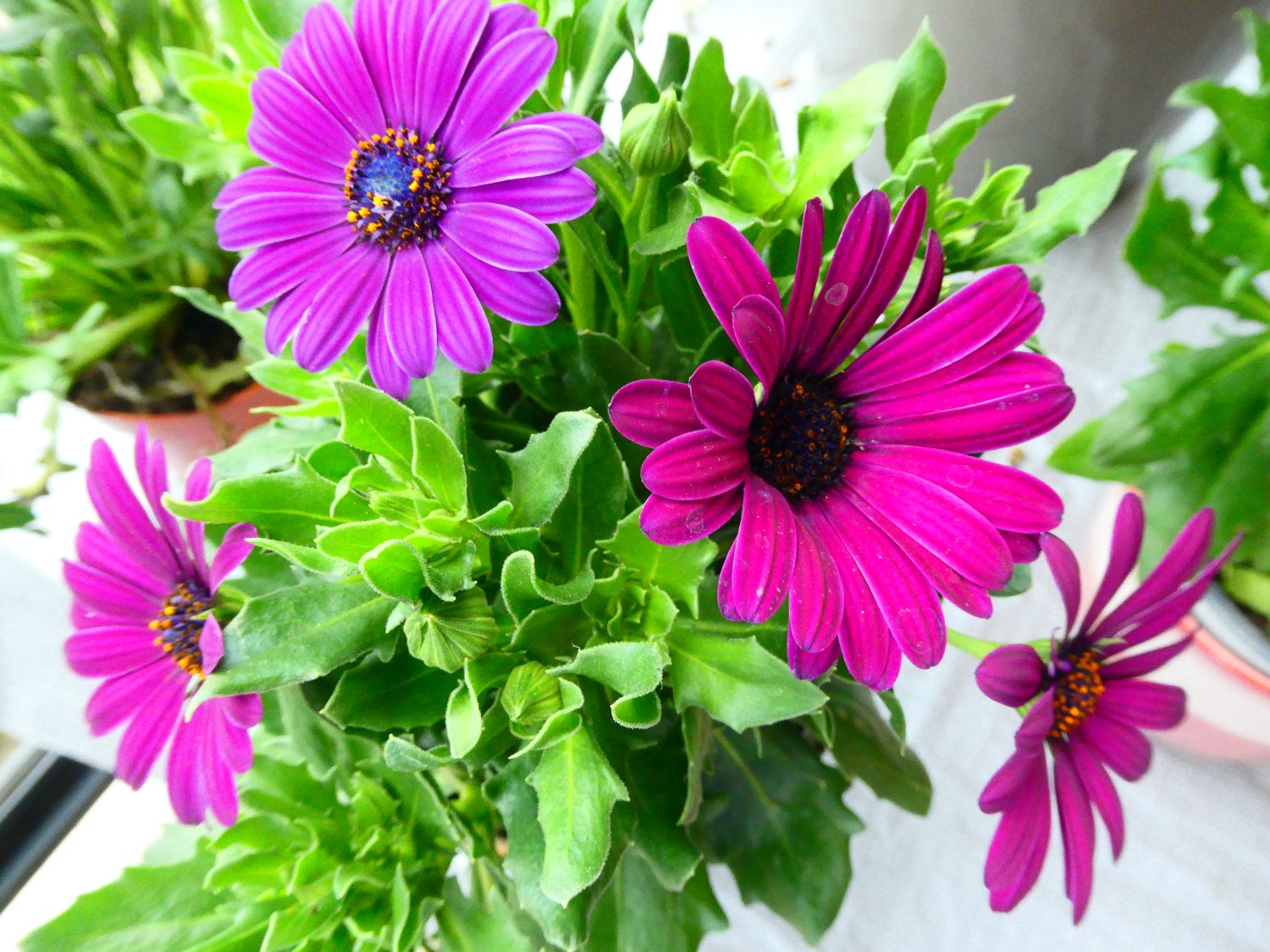 Solve Spanish Margarite / Spaanse Margriet jigsaw puzzle online with 12