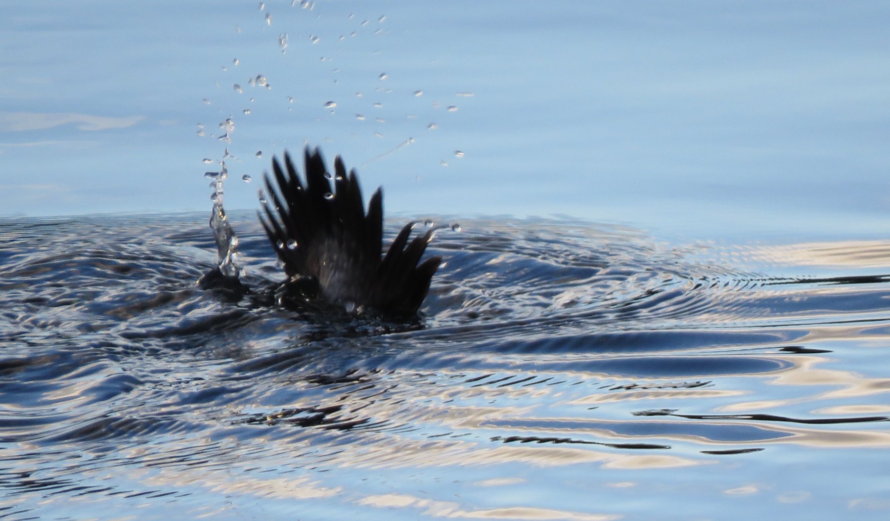 Solve Diving Duck jigsaw puzzle online with 45 pieces