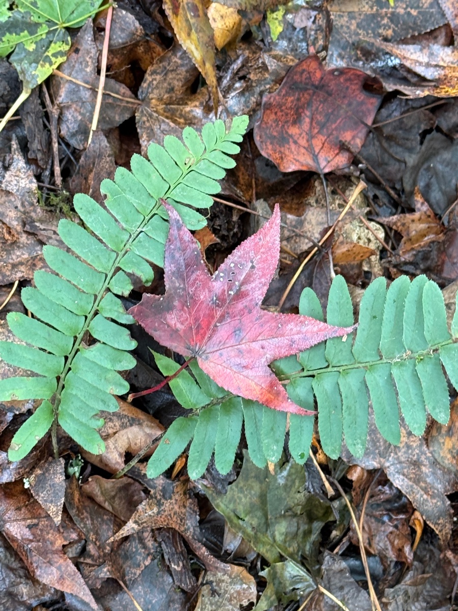 Solve Nature jigsaw puzzle online with 30 pieces