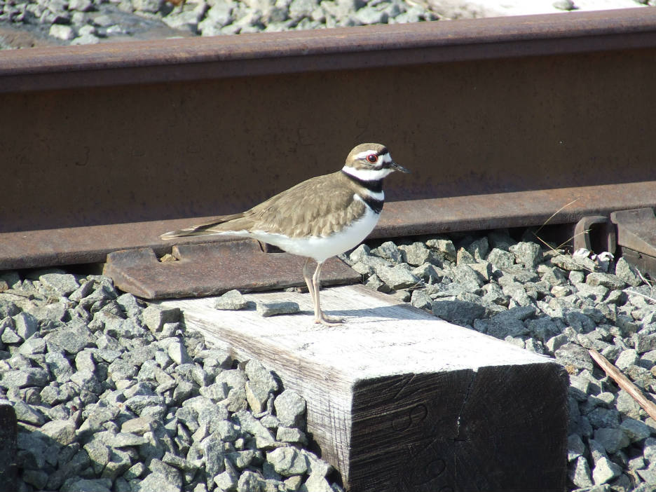 Solve Virginia! Mr Killdeer has arrived! jigsaw puzzle online with 20